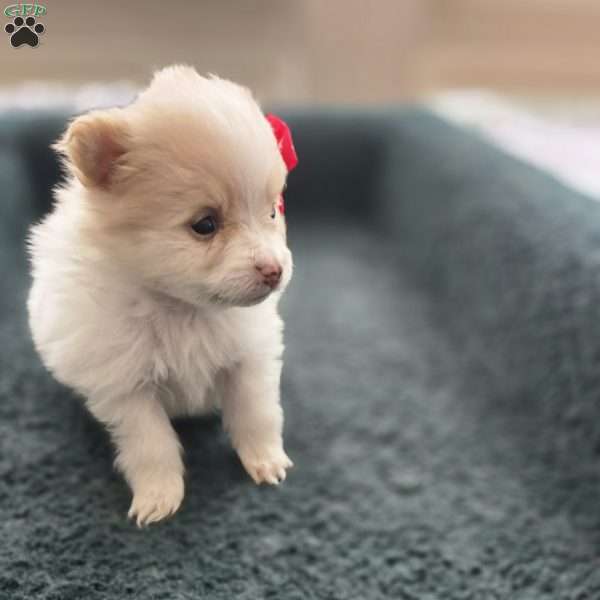 Vicky, Pomeranian Puppy